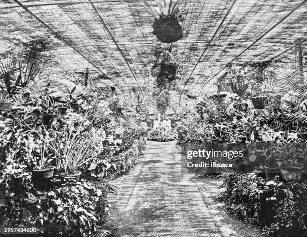 people and landmarks of india in 1895: orchid house, botanical garden, calcutta - singapore botanic gardens stock illustrations