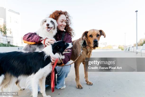 dog walker petting three dogs in the street - side hustle stock pictures, royalty-free photos & images