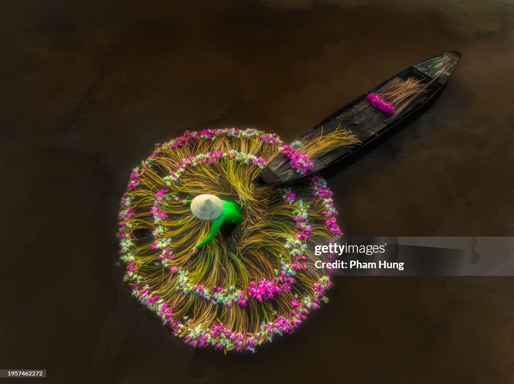 Harvesting water lily in Moc Hoa