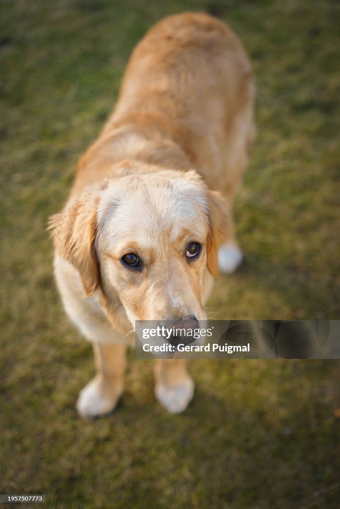 Golden retriever puppy looking into camera while standing on the grass of a garden