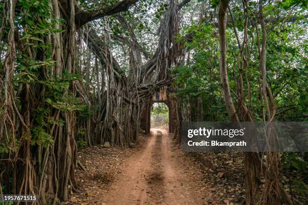 banyanbäume drapieren sich über die straße und betreten die atemberaubende dschungellandschaft des ranthambore-nationalparks in rajasthan, indien asien - ranthambore national park stock-fotos und bilder