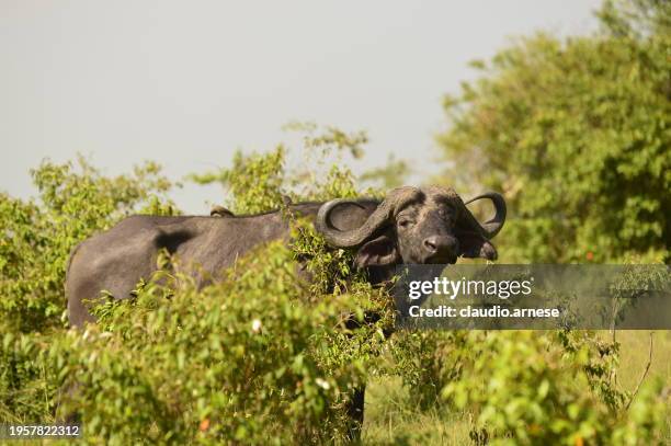 buffalo - buffalo stock pictures, royalty-free photos & images