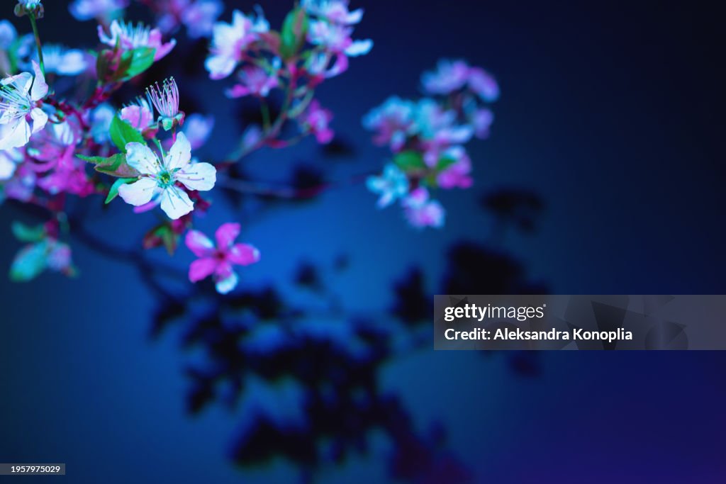 Night view of Cherry Blossom, apricot tree flowers, Sakura branch isolated on dark background with mystical neon light with copy space