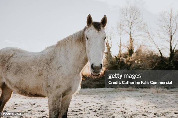 close-up of a beautiful white horse standing in a frosty field. her breath is visible in the cold air. - stallion stock pictures, royalty-free photos & images