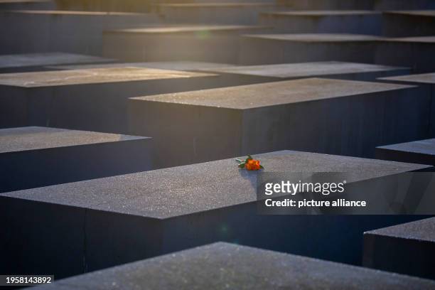 Dpatop - 27 January 2024, Berlín: A rose on the Holocaust Memorial in Berlin on the occasion of the International Day of Remembrance in Memory of the...