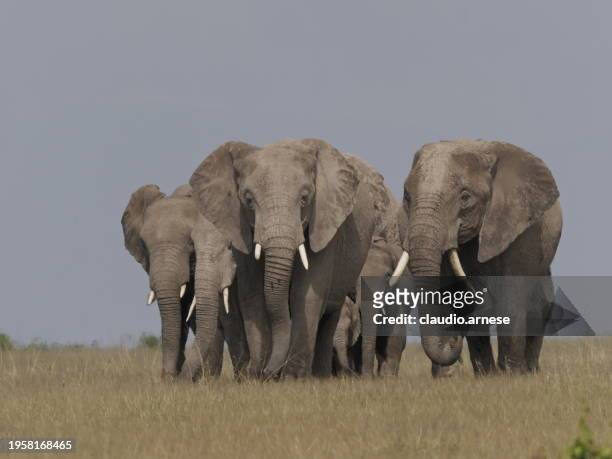 group of elephants - african elephant fotografías e imágenes de stock