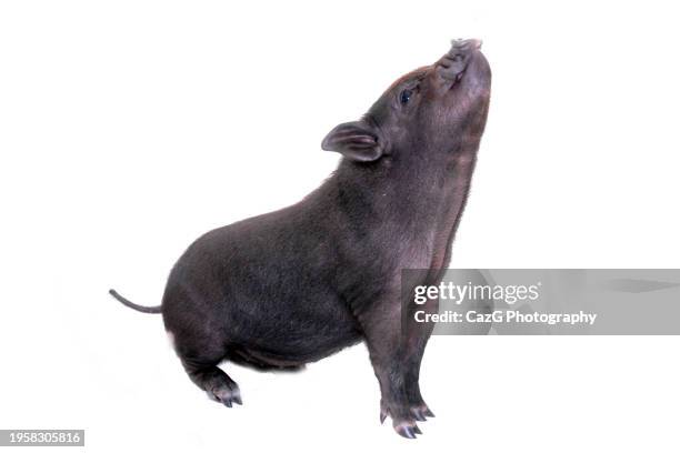 two little piglets in studio - pig isolated stock pictures, royalty-free photos & images
