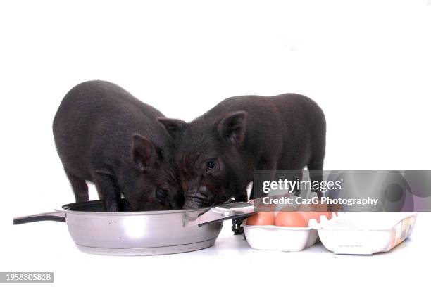 two little piglets in studio - bacon isolated stock pictures, royalty-free photos & images