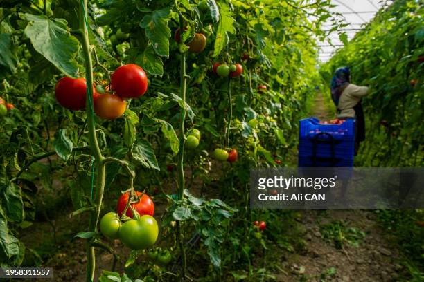 tomato garden and tomatoes. - tomate stock pictures, royalty-free photos & images