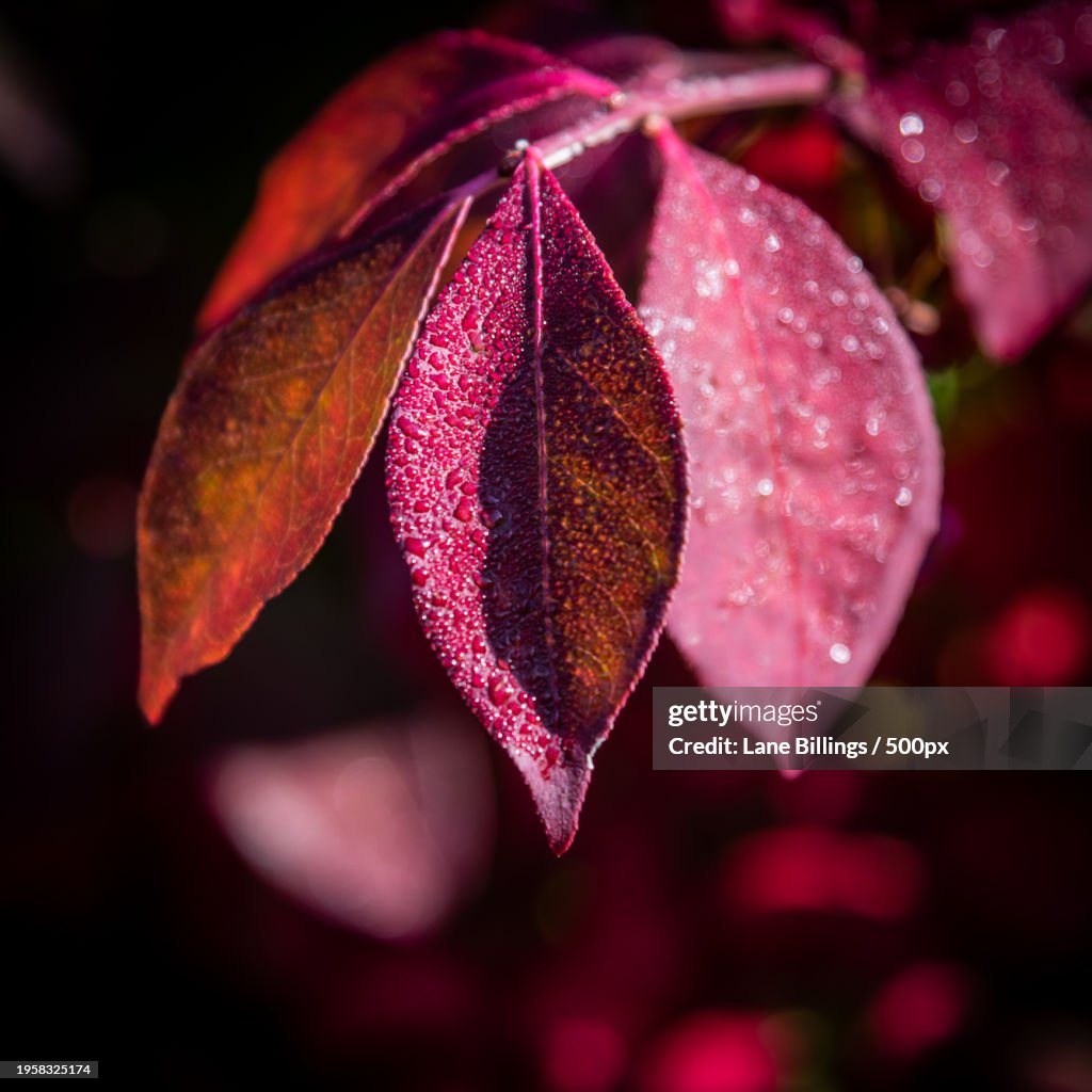 Close-up of wet pink leaves,Town of Hamilton,Massachusetts,United States,USA