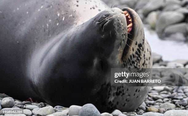 Leopard seal is pictured on Livingston Island in the South Shetland Islands, Antarctica, on January 27, 2024.