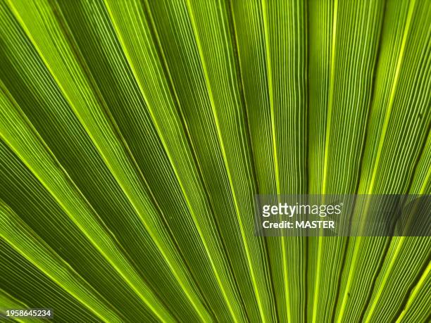 close up of green palm leaf - americana aloe stock pictures, royalty-free photos & images