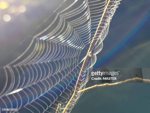 close up of spiders net - webmaster stockfoto's en -beelden