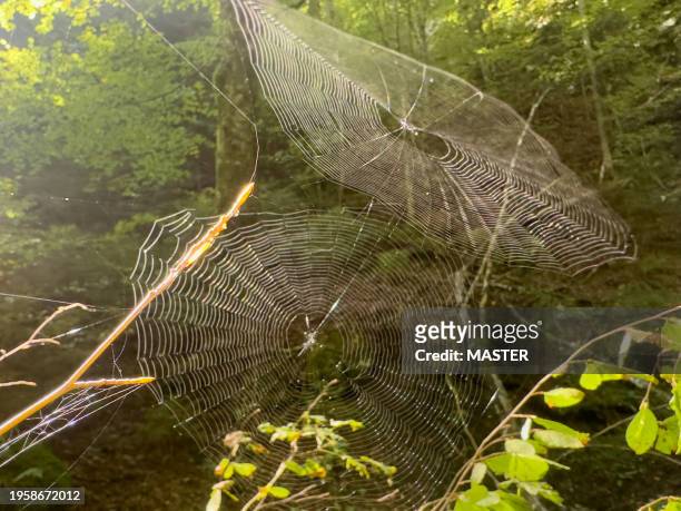 close up of spiders nets - webmaster stockfoto's en -beelden