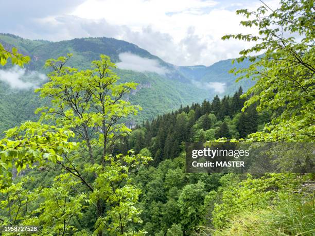 green nature with mountains being overshadowed by tree branches and clouds - vercors photos et images de collection