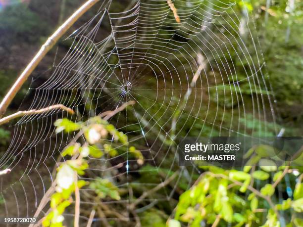 close up of spiders net - webmaster stockfoto's en -beelden