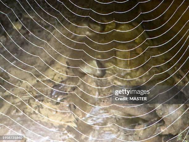 close up of spiders net - webmaster stockfoto's en -beelden