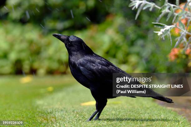 corvus corone in a rain shower - crow bird stock pictures, royalty-free photos & images