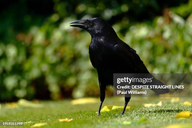 carrion crow (corvus corone) - dead crow stock pictures, royalty-free photos & images