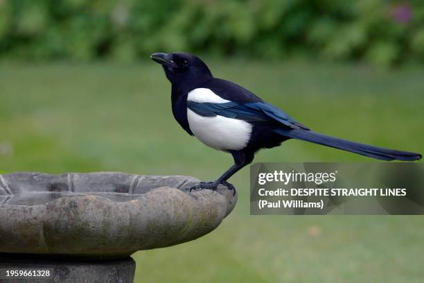 eurasian magpie (pica pica) - ekster stockfoto's en -beelden