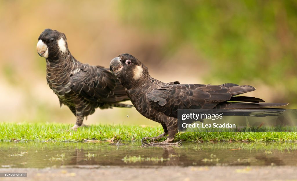 Cockatoos drinking
