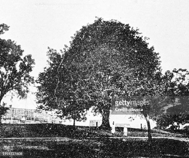 people and landmarks of india in 1895: duke of wellington tree, ahmednuggar - charles wellesley 9th duke of wellington stock illustrations