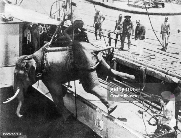 people and landmarks of india in 1895: shipping an elephant, rangoon - men docking photos stock illustrations