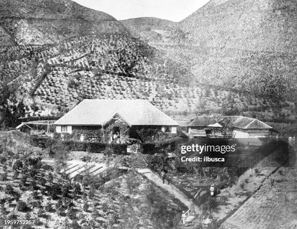 people and landmarks of india in 1895: tea plantation, ceylon - colonialism stock illustrations