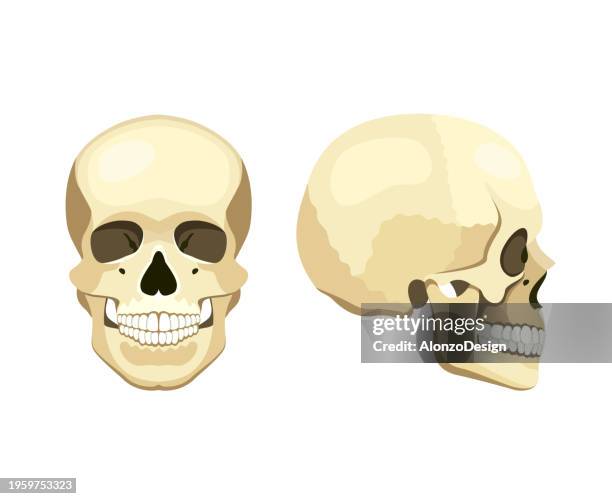 stockillustraties, clipart, cartoons en iconen met human skull front and lateral view. - human skeletal system