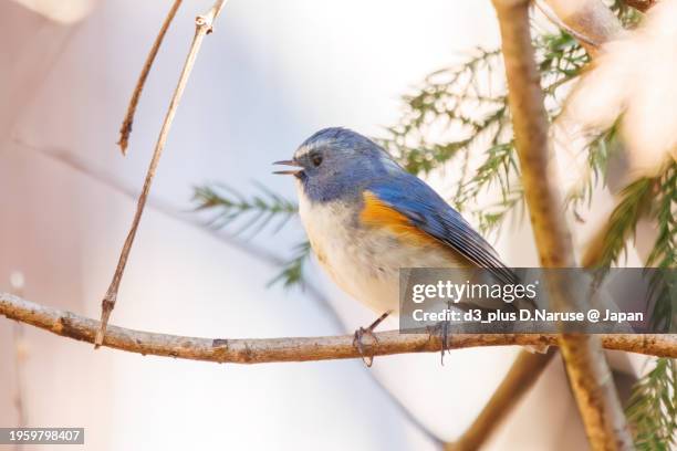 a happy blue bird, the lovely red-flanked bluetail (tarsiger cyanurus, family comprising flycatchers).

photo by 2024 winter. - 相模原市 fotografías e imágenes de stock