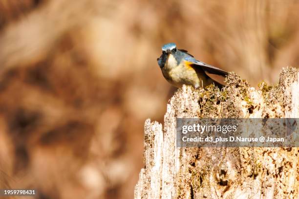 a happy blue bird, the lovely red-flanked bluetail (tarsiger cyanurus, family comprising flycatchers).

photo by 2024 winter. - 相模原市 fotografías e imágenes de stock