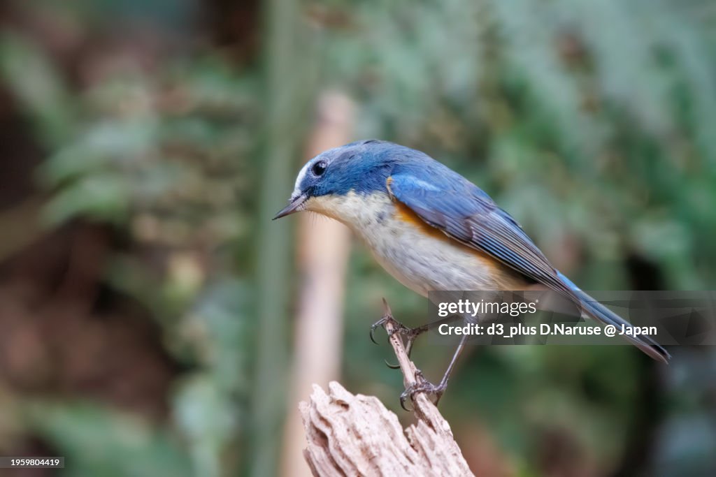 A happy blue bird, the lovely Red-flanked Bluetail (Tarsiger cyanurus, family comprising flycatchers).
photo by 2024 winter.