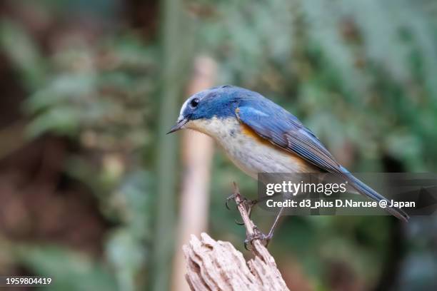 a happy blue bird, the lovely red-flanked bluetail (tarsiger cyanurus, family comprising flycatchers).

photo by 2024 winter. - reed bed stock pictures, royalty-free photos & images