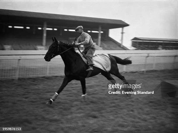 Irish-bred Thoroughbred racehorse and sire Zarathustra exercising, UK, 3rd June 1955.