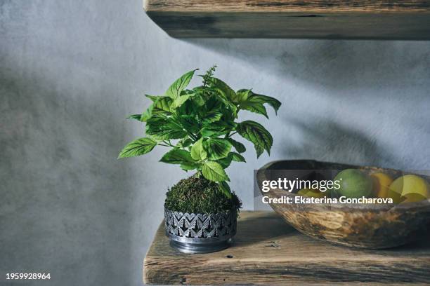 shelf with green plant and wooden bowl of citrus - ornamental plant stock pictures, royalty-free photos & images