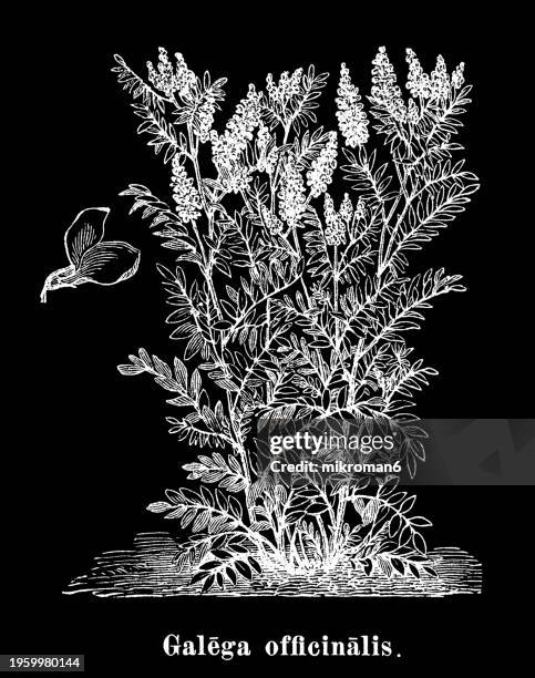 old engraved illustration of botany, galega or goat's-rue (galega officinalis) a herbaceous plant in the subfamily faboideae of the legume family fabaceae - rue stock pictures, royalty-free photos & images