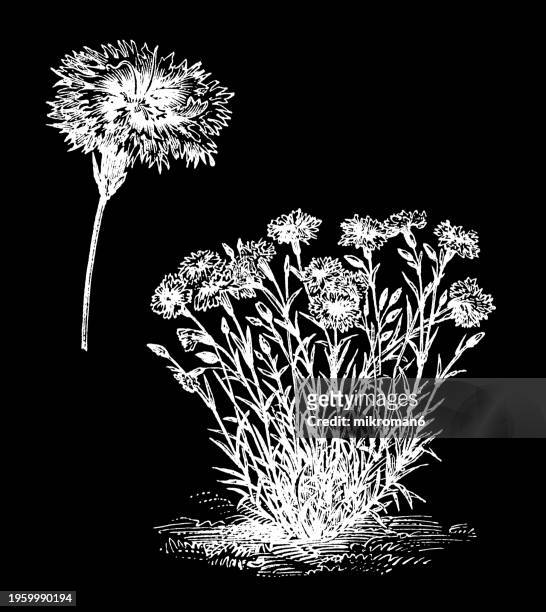 old engraved illustration of  botany, dianthus flower or sweet william, flowering plants in the family caryophyllaceae - flower arrangement carnation stock pictures, royalty-free photos & images