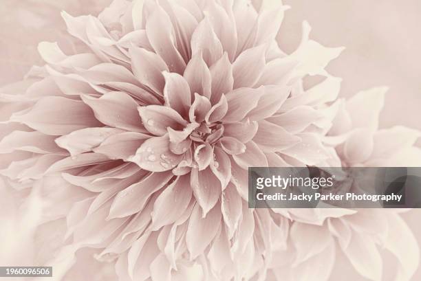 a beautiful, macro, soft toned image of a single, summer dahlia flower - flora environment stock pictures, royalty-free photos & images