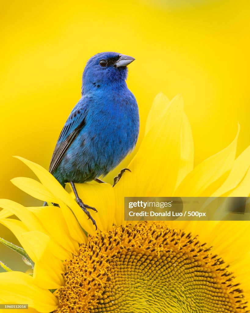 Close-up of songbird perching on yellow flower,Ontario,Canada