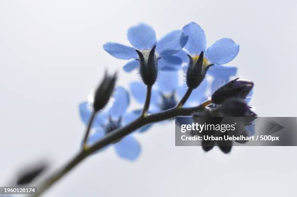 low angle view of flowering plant against sky - myosotis arvensis stock pictures, royalty-free photos & images