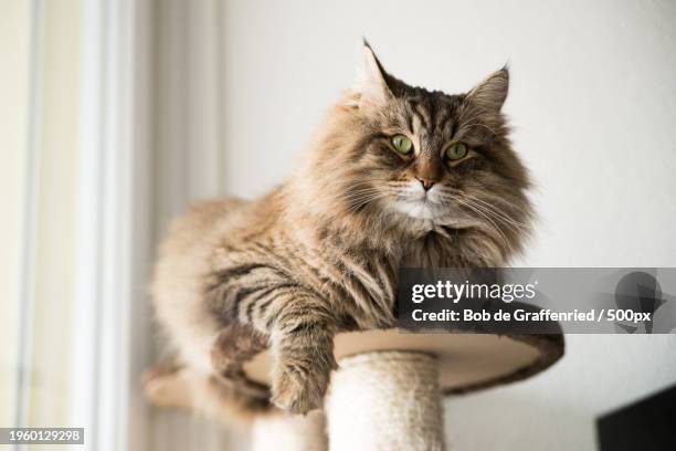 close-up portrait of cat sitting on floor - maine coon cat stock pictures, royalty-free photos & images