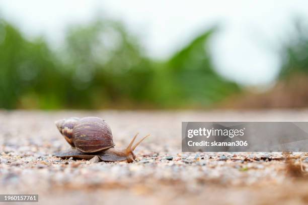 close-up of a brown snail with its shell, slowly moving across a pebbled garden path, with a blurred green background. - pebbled road stock pictures, royalty-free photos & images