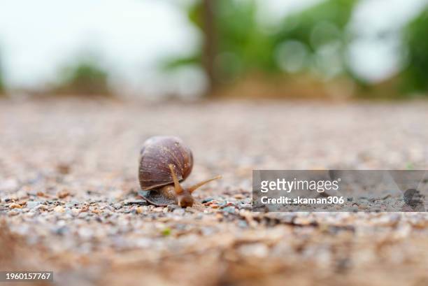 close-up of a brown snail with its shell, slowly moving across a pebbled garden path, with a blurred green background. - pebbled road stock pictures, royalty-free photos & images