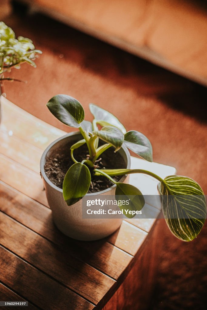 A houseplant in a plastic plant pot