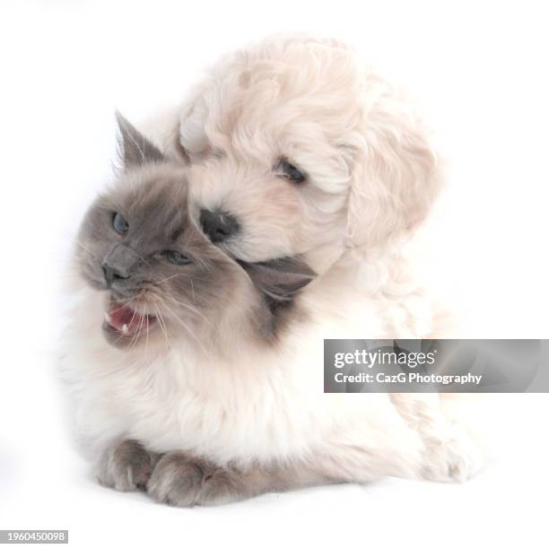 Two Ragdolls 157 Two Ragdoll Cats Stock Photos, High-Res Pictures, and Images ...