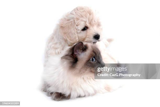 Two Ragdolls Two Ragdoll Cats Photos and Premium High Res Pictures - Getty Images