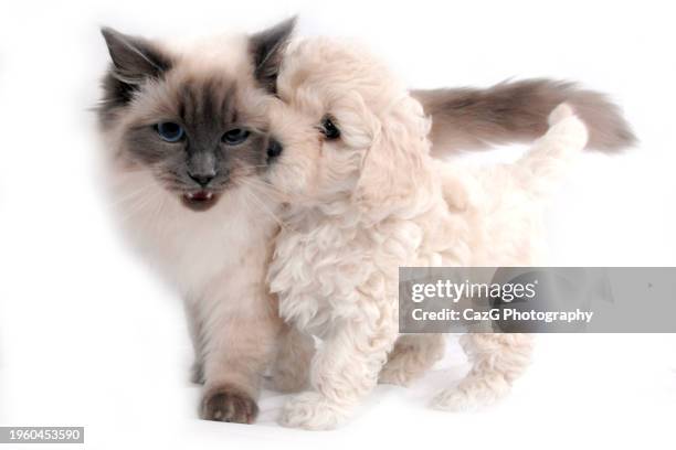 Two Ragdolls Two Ragdoll Cats Photos and Premium High Res Pictures - Getty Images
