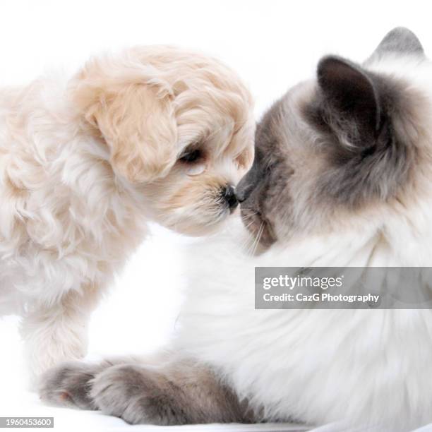 Two Ragdolls Two Ragdoll Cats Photos and Premium High Res Pictures - Getty Images