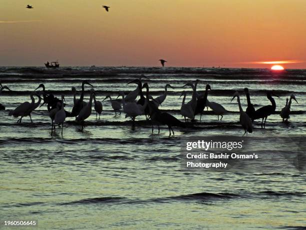 migratory birds are busy catching fish - fish migration stock pictures, royalty-free photos & images
