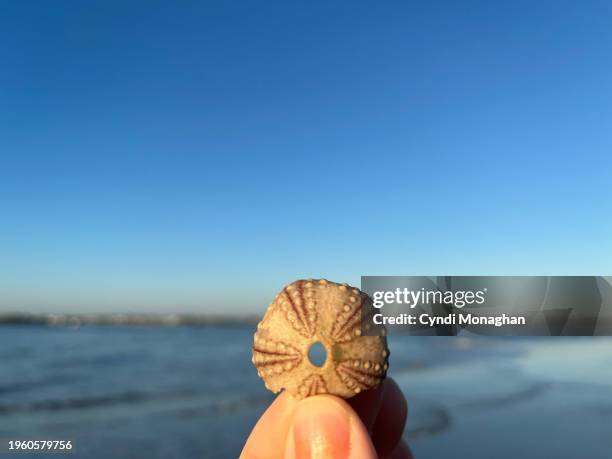 first person perspective of a woman holding tiny sea urchin shell. - st augustine florida stock pictures, royalty-free photos & images